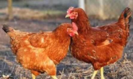 ABID Tswana Chickens
