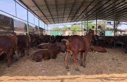 Abu Abdullah Goat and Cattle Farm – Meat & Milk