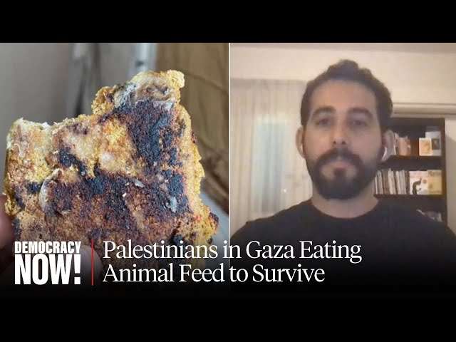 ABU ZAINAB ANIMAL FEED