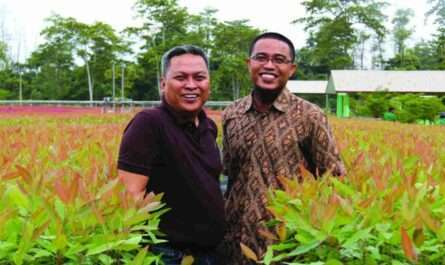 Acct Manager Tanaman