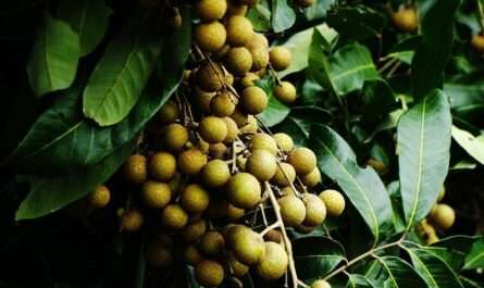 AE Asia Fruit Plantations