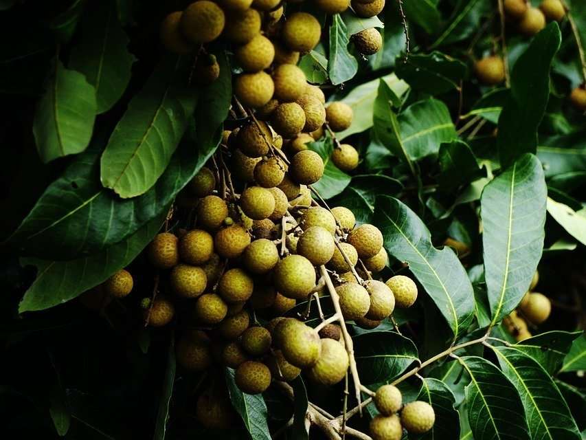 AE Asia Fruit Plantations