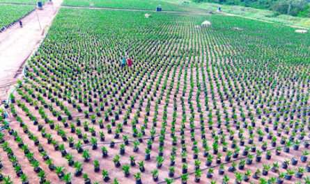 Afdal Agro Farm