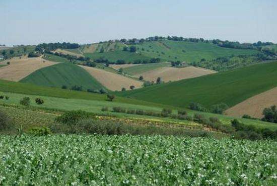 Agriculture Bruzzone Sandro Di Bruzzone