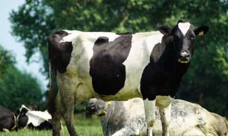 Agriprom Asia