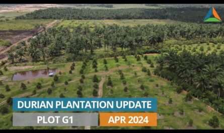 Agroforestry Group Limited