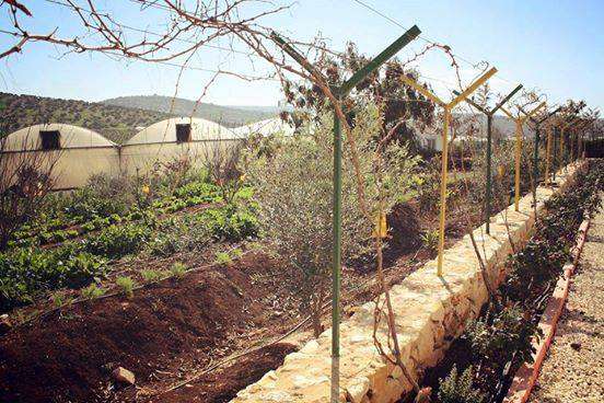 Al Sham Gradens Agriculture Development