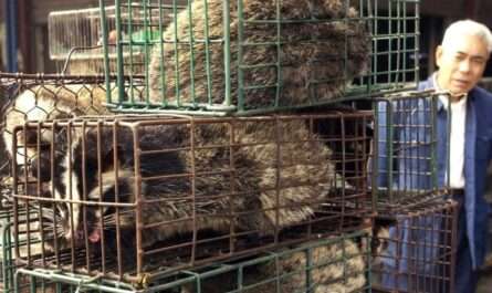 Animal Market