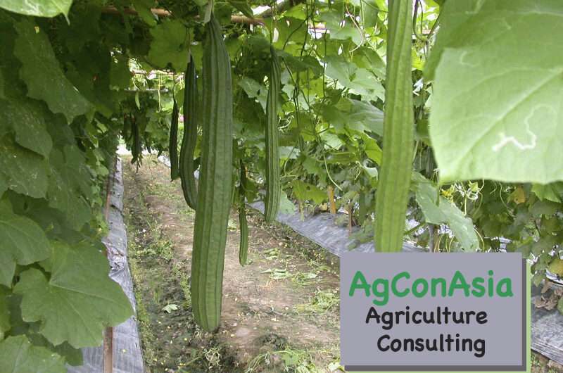 Asian Agribusiness Consulting