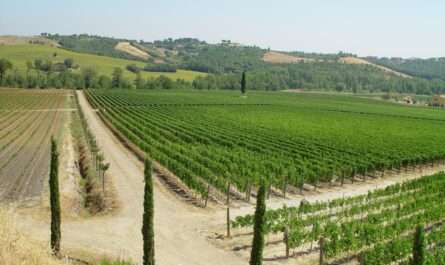 Azienda Agricola Dan Srl