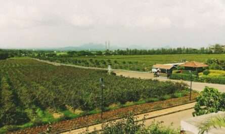 Cantine Sulas