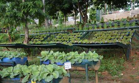 Cebu Organic Agriculture Cooperative