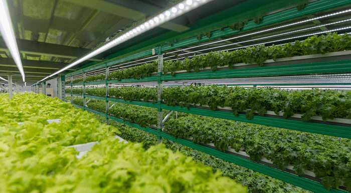 Centrale vertical farm