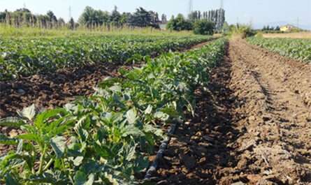 CNR Agriculture Field