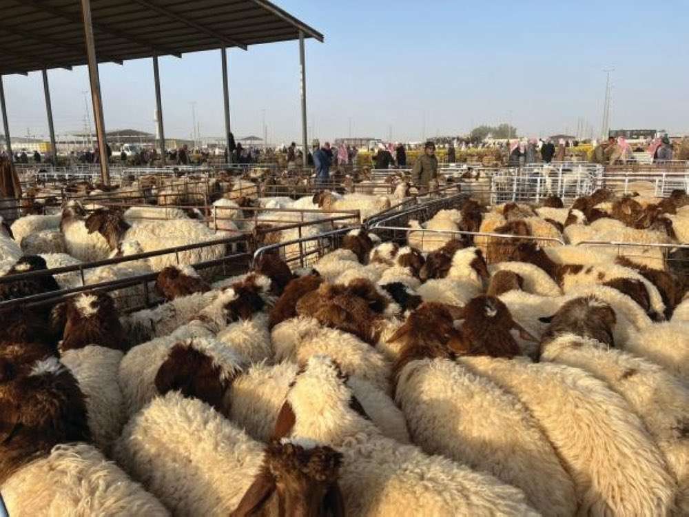 الدوسري للمواشي