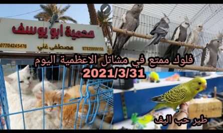 مشتل أبو يوسف