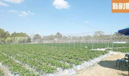 朗園天台農場 Sky Farm
