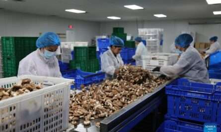Foodcorp Mushroom