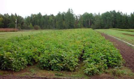 Forestry Nursery
