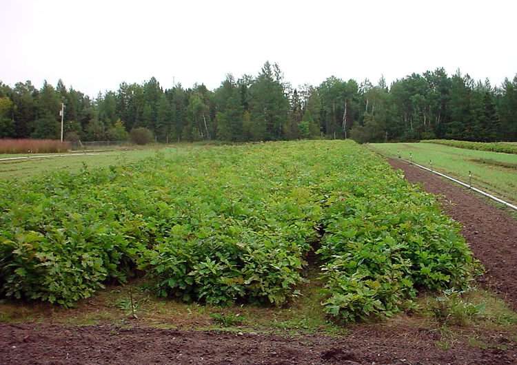 Forestry Nursery