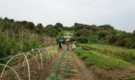 Hong Kong Agricultural Tai Po Lam Tsuen Organic Farm