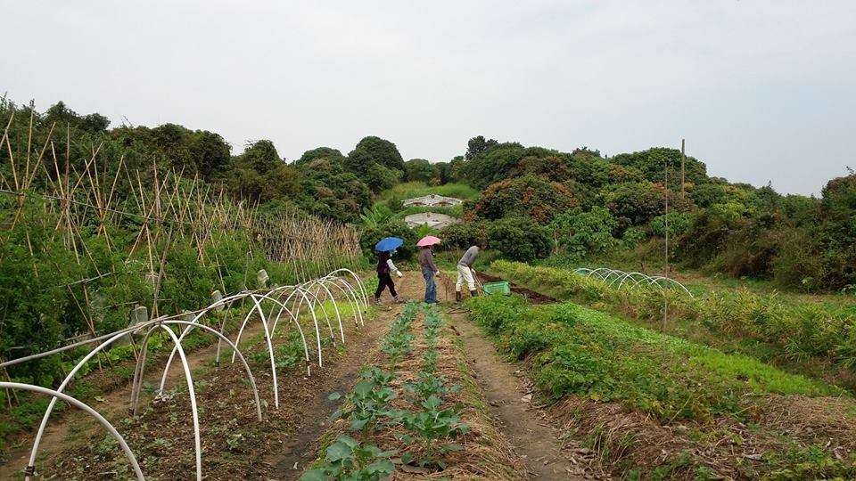 Hong Kong Agricultural Tai Po Lam Tsuen Organic Farm