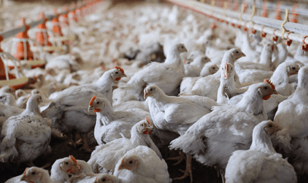 Life Poultry
