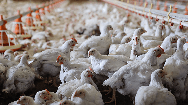 Life Poultry