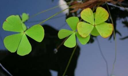 Marsilea