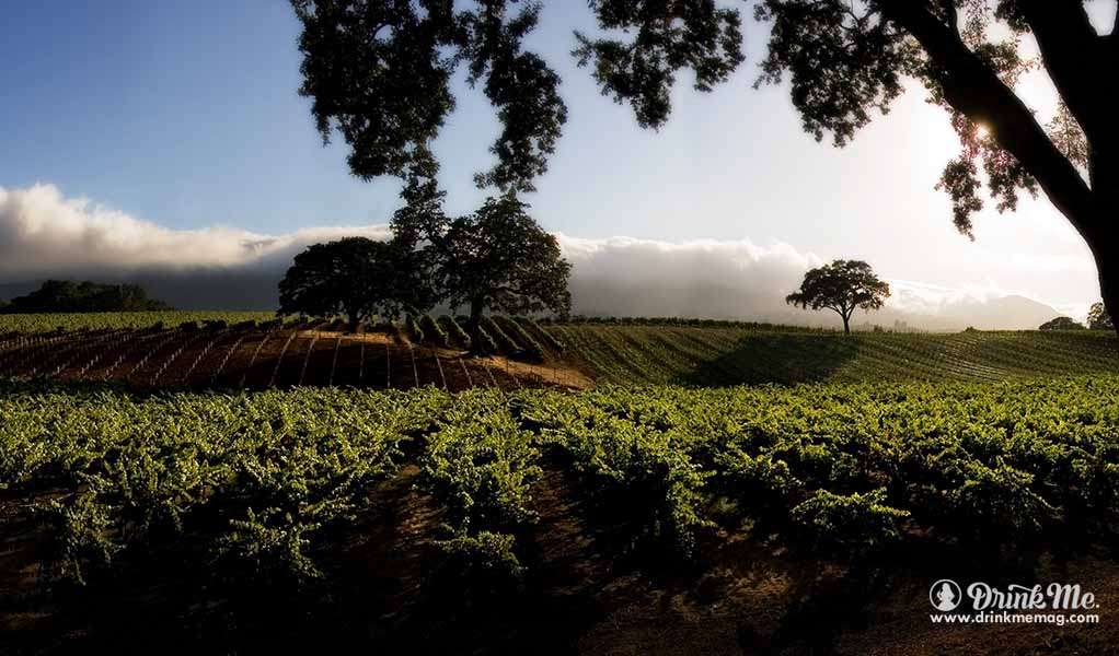 Memaga Olive Farm