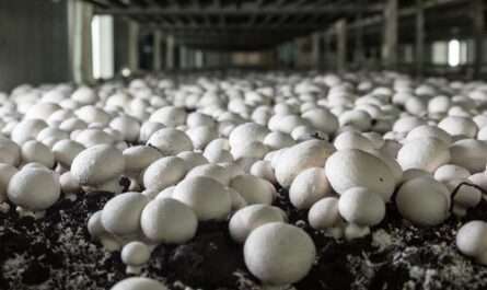 Mushroom Farm