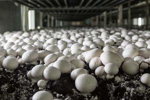 Mushroom Farm