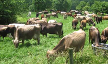 National Cattle Breeding Center (RCBC / Brown Swiss Farm)