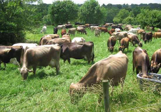 National Cattle Breeding Center (RCBC / Brown Swiss Farm)