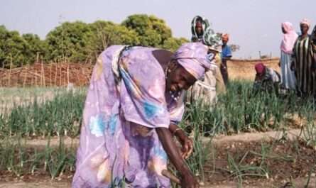 Natural Farmers Multipurpose Cooperative