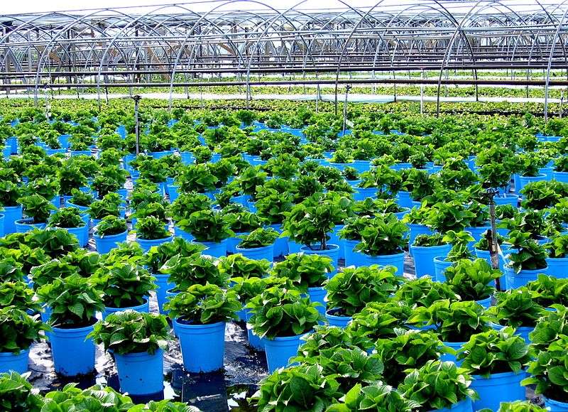 Nursery ( Al Bader Agricultural )