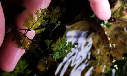 Online Shop Buceplanet.de Bucephalandra Shop & Tropenpflanzen