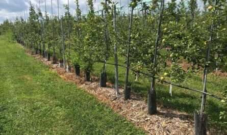 Organic Agriculture Orchard