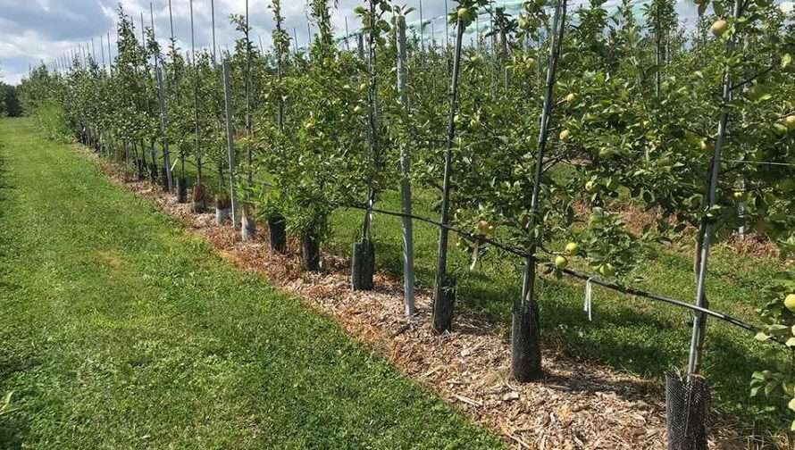 Organic Agriculture Orchard