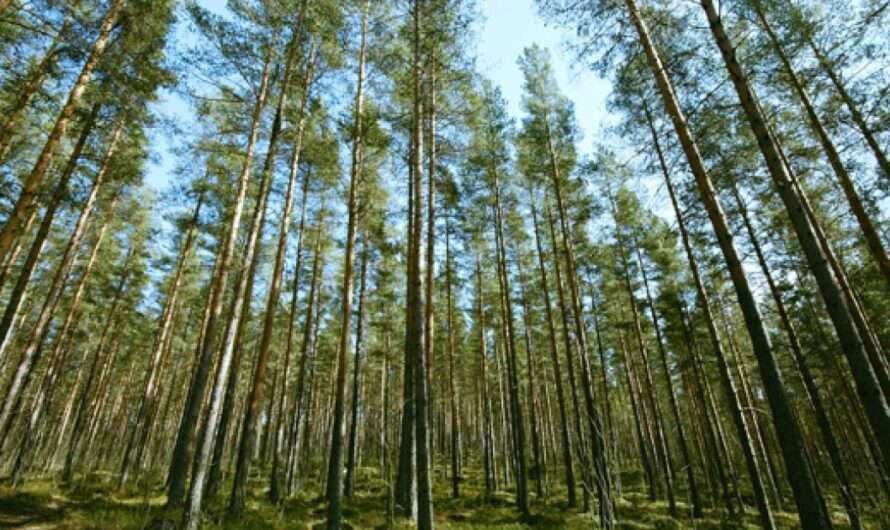 OTSO Metsäpalvelut Oy