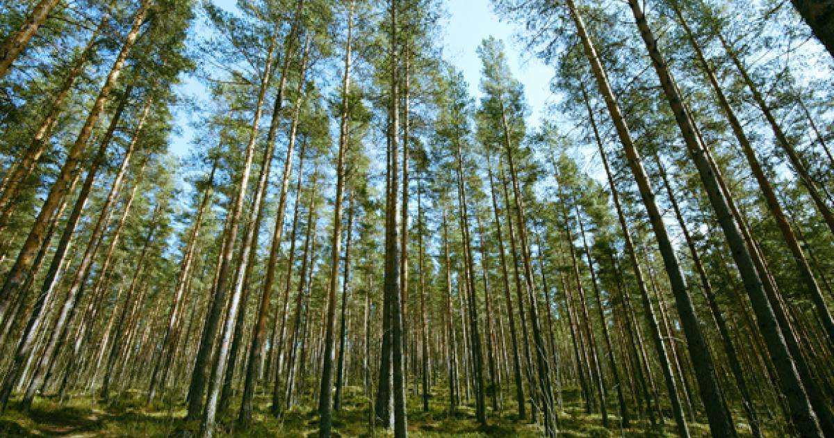OTSO Metsäpalvelut Oy