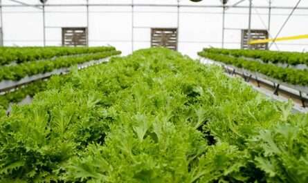 Peninsula Farms