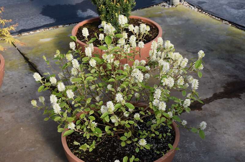Plants Of Legend