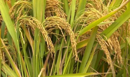 Rice Mill Kpg Melugus