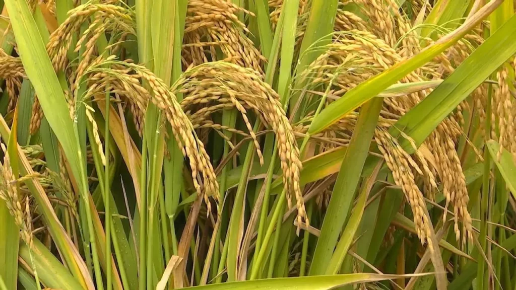 Rice Mill Kpg Melugus