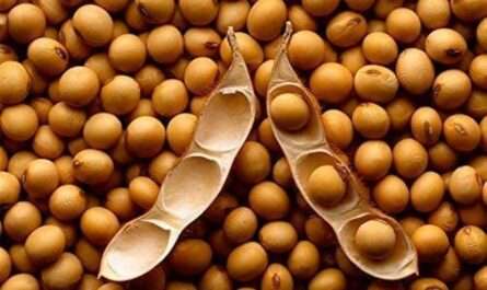 Sixteen Eleven Seeds Agricultural Products Trading