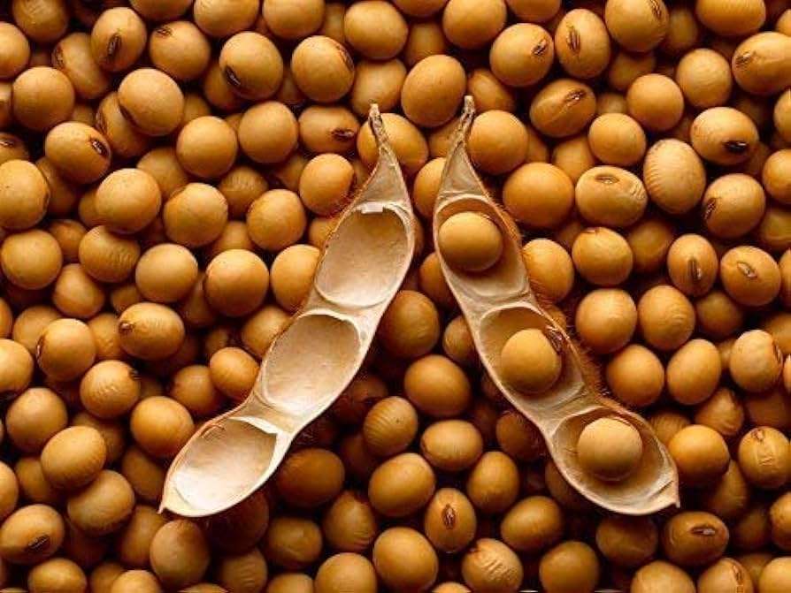 Sixteen Eleven Seeds Agricultural Products Trading