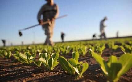 Studio Maratona – Agronomo
