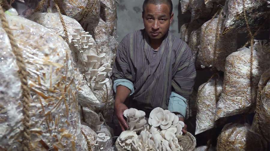 Tshering wangchuk (mushroom farm)