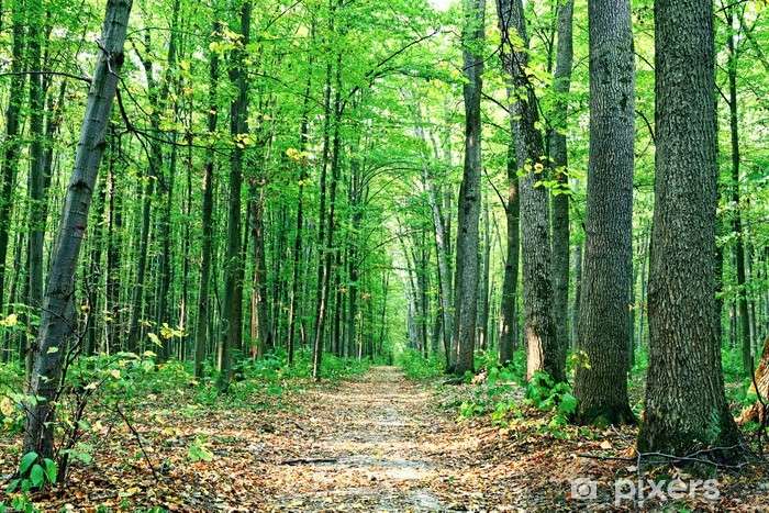 Vihreä Metsä